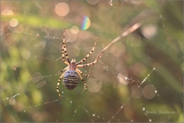 <p>KŘIŽÁK PRUHOVANÝ (Argiope bruennichi)</p>